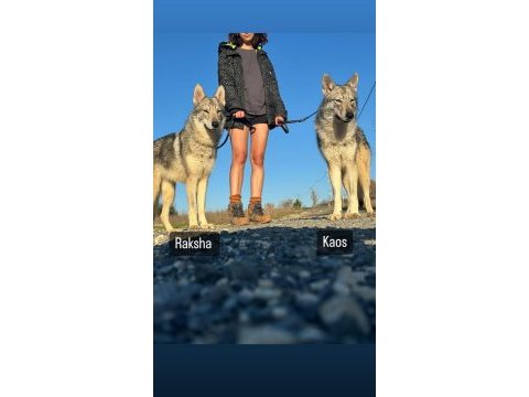 Czechoslovakian wolfdog (çekoslavak kurdu)