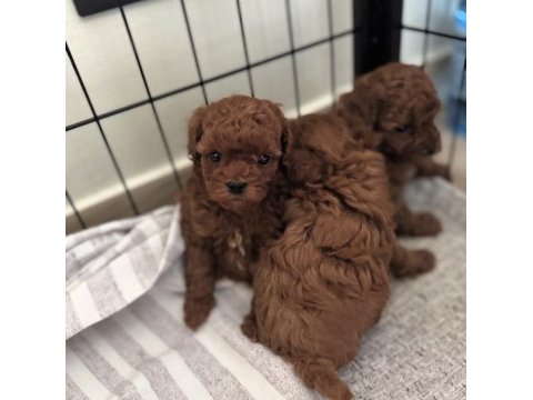 Toy poodle kore yavrular