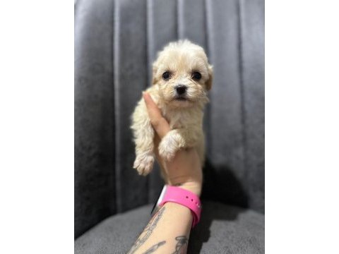 Maltipoo yavrularımızı canlı görerek alabilirsiniz