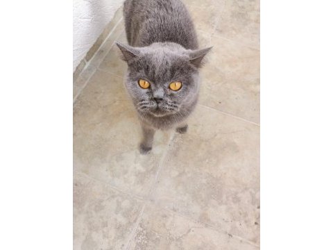Dişi british shorthair