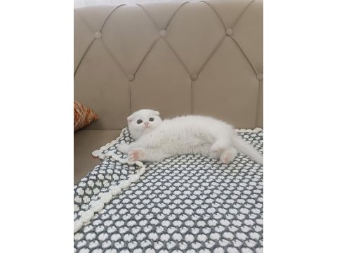 Kar beyaz scottish fold kusursuz