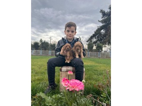 Toy poodle yavrular