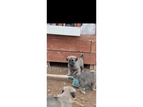 Orjinal saf kangal yavru