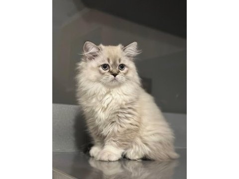 Güzeller güzeli british longhair kızımız ailesini arıyor