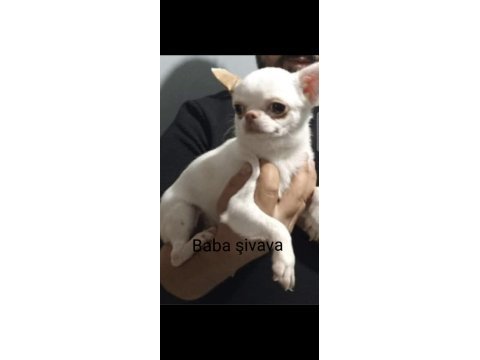 Şivava, chihuahua yavrularımıza yuva arıyoruz