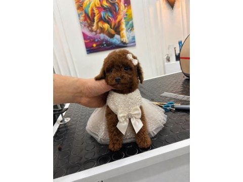 Kore kan poodle dişi yavru ırk ve sağlık garantili aşılı