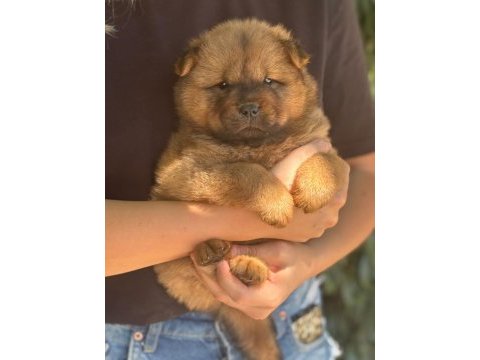 Chow chow yavru köpeğimiz