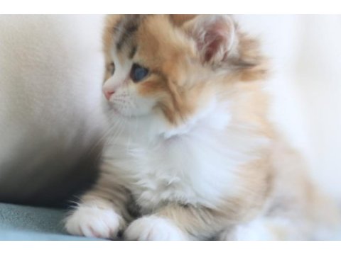 3 aylık british longhair bicolor erkek