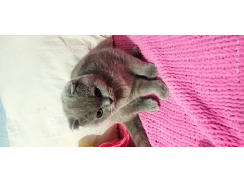 Evimizin neşesi scottish fold