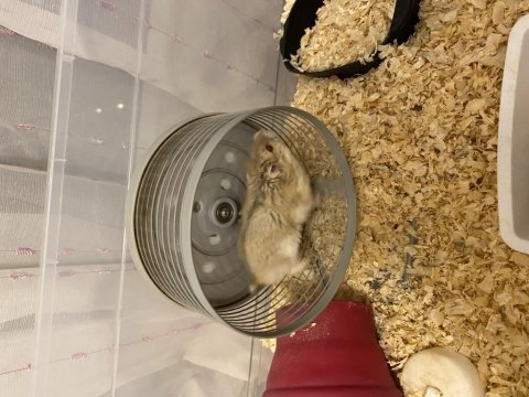 Ücretsiz hamster sahiplendiriyoruz