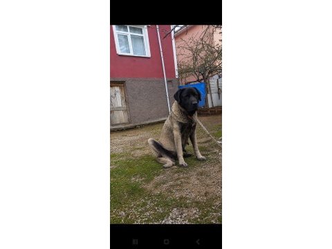 4 aylık köpeğimi sahiplendirme