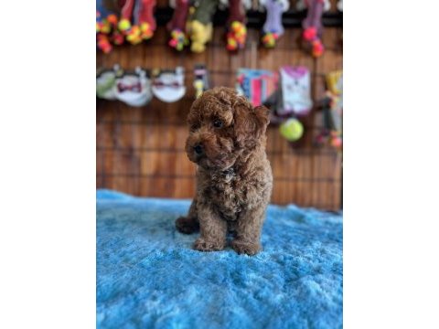Her eve uygun poodle bebekler