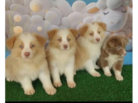 Birbirinden güzel border collie yavrular