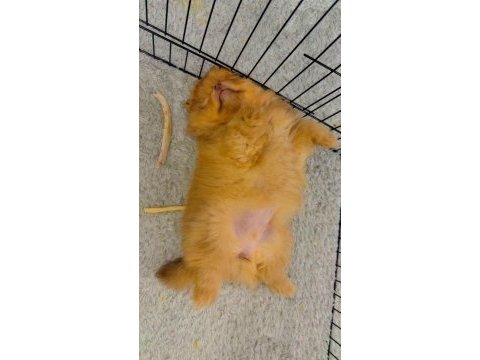 Pomeranian yavrular yılbaşı öncesi