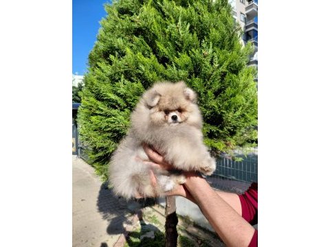 Minik pomeranian ayıcık yeni ailesini beklemektedir