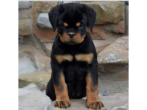 Rottweiler puppies