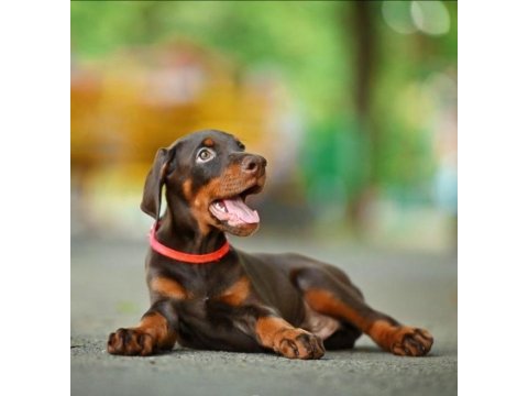 Safkan doberman yavrular