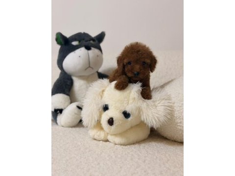 Toy poodle mini bebeklerimiz