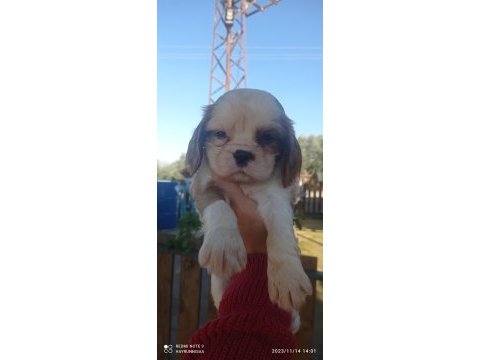 Cavalier king charles yavrularımız