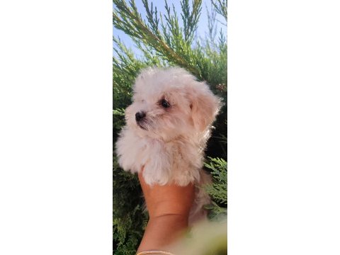 Son kalan minyatür maltese kızımız