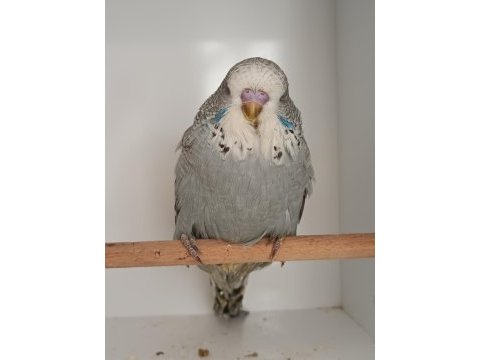 Show jumbo muhabbet kuşu yavrular