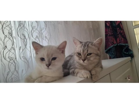 Sevimli british shorthair kardeşler