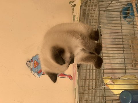 British shorthair yavrumuza yuva arıyoruz