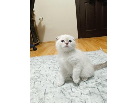 2 aylık scottish fold yavrumuz erkek bakımlı