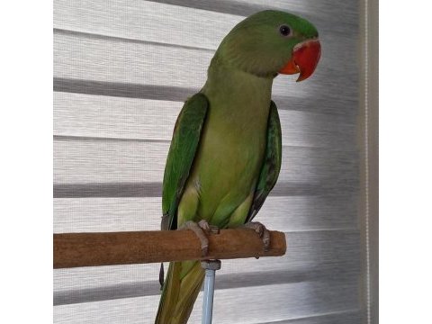 Jumbo boy yavru erkek alexander