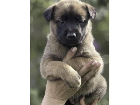 Belçika kurdu köpeği