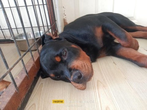 A şecere türkiye grand şampiyonu rottweiler