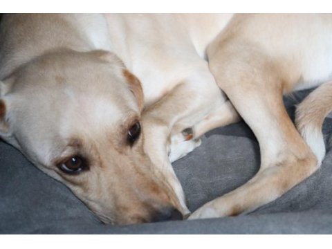 4 yaşında dişi labrador köpeği