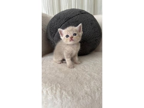 Mükemmel british shorthair bebişlerim