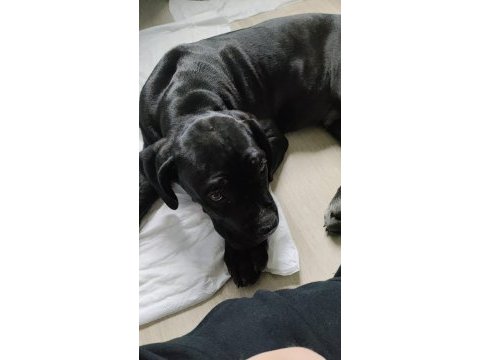 Şecereli safkan anne ve babadan 3 aylık erkek cane corso