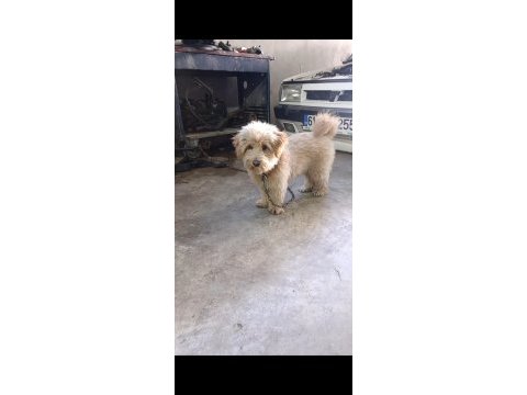 Yer sıkıntısından dolayı satılık maltipoo