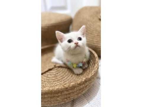 British longhair erkek yavru
