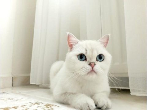 British shorthair can dostumuza yeni yuvasını arıyoruz
