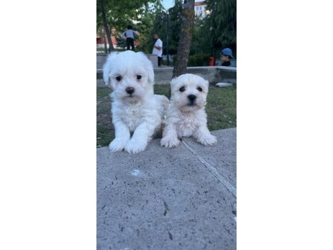 Safkan maltese terrier yavrularımız hazır