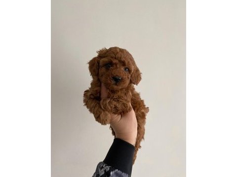 Toy poodle ev ortamında