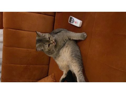 Yakışıklı golden british shorthair