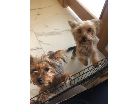 Yorkshire terrier 7 haftalık bebek