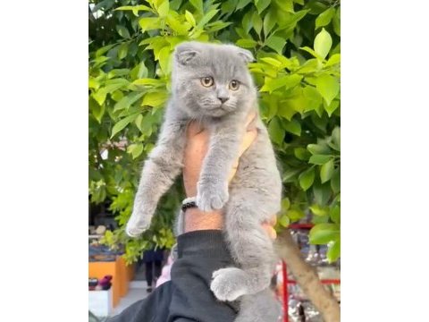 Full aşılı erkek scottish fold