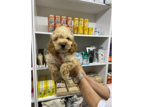 Irk ve sağlık garanti orjinal maltipoo bebeğimiz