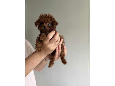 Kore poodle teacup