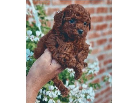 Toy poodle yavrular