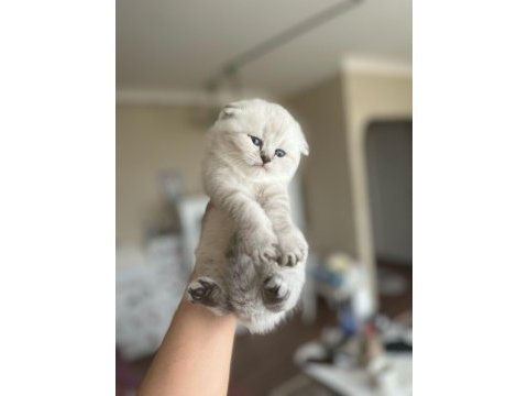 Scottish fold benim yeni ailem olur musunuz