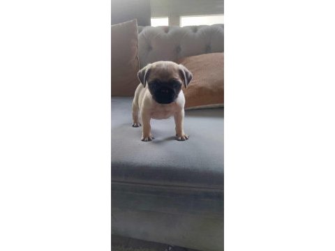 Sevimli yavru pug