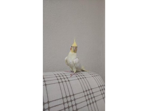 Evcil erkek sultan papağanı