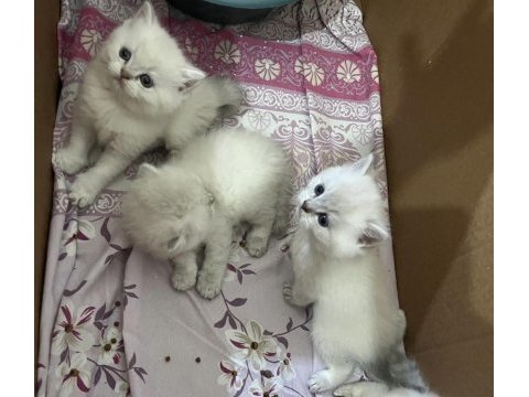 Beyaz ve golden kısa tüylü british yavrularım