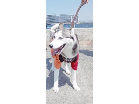 Husky 9 aylık pasaport aşılama tamamlandı